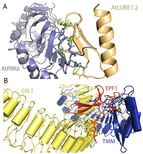 Molecules Free Full Text Plant Leucine Rich Repeat Receptor Kinase