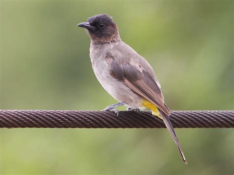 Common Bulbul Ebird