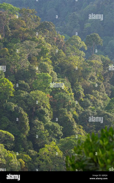 View Of Lush Tropical Rainforest In Kubah National Park Sarawak