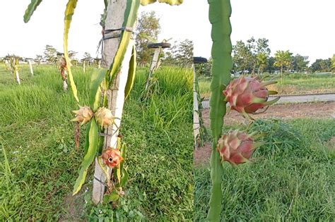 Kebun Buah Naga Perumperindo Co Id