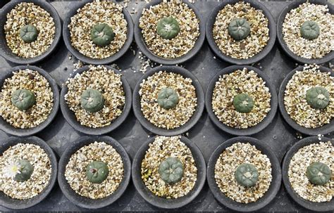 11 Psychedelic Plants You Can Grow But Not Eat