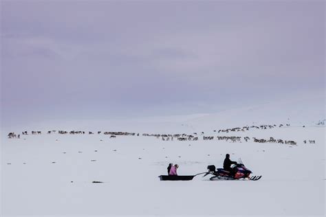 Norways Reindeer Police Are Here To Save The Day Wired