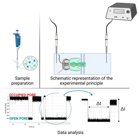 Schematic Representation Of The Nanopore Experimental Protocol First