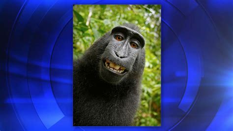 PETA sues to give monkey the copyright of selfie photos - ABC30 Fresno