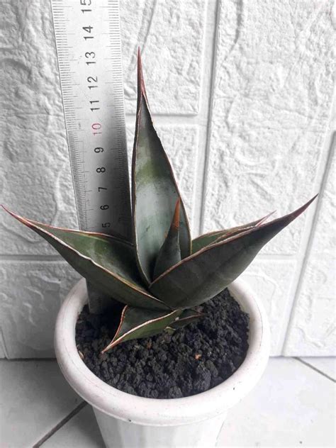 Sansevieria Pinguicula Variegated Bare Rooted Y