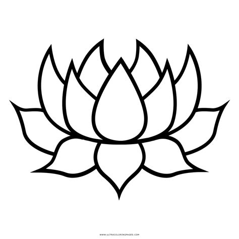 Flor De Lotus Desenho Png