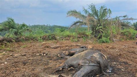 Seekor Gajah Sumatera Ditemukan Mati Di Tanjabbar Jambi Diduga Sudah