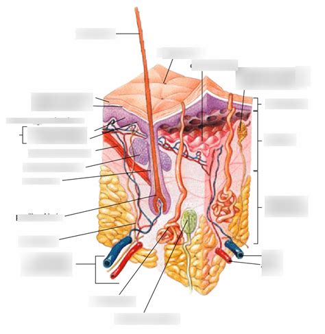 A P Topic 5 Integumentary System Diagram Quizlet