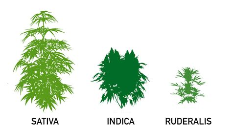 Ruderalis - What Is Cannabis Ruderalis & What Are Its Effects? | Fast Buds