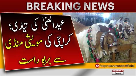 Live From Karachi Cow Mandi 𝐁𝐫𝐞𝐚𝐤𝐢𝐧𝐠 𝐍𝐞𝐰𝐬 Eid ul Adha Eid Latest