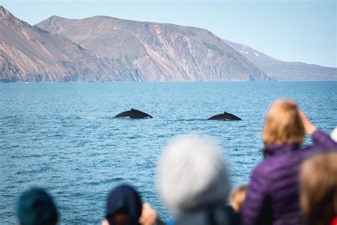 Whale Watching At H Sav K Aboard An Eco Friendly Icelandic Oak Boat