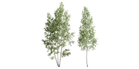 Tree Birch Forest 2 Betula Birch Trees Blender Market