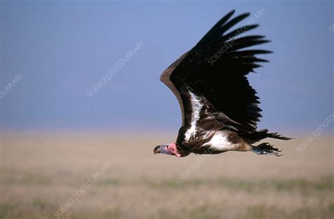 Lappet Faced Vulture Stock Image C0143161 Science Photo Library