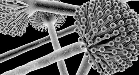 aspergillus alchetron   social encyclopedia