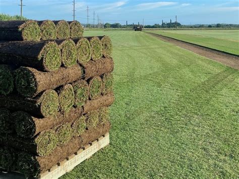 Associated Turf Supplies Sydney Instant Turf Supplier Sydney