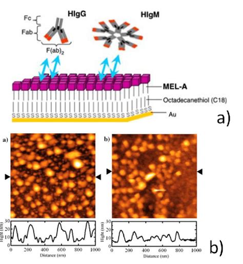 A Mel A 21a Self Assembled Monolayers Sams Deposited On An Download Scientific Diagram