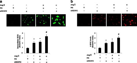 Inhibition Of Sestrin 2 SESN2 Exacerbated Oxidative Stress Induced By