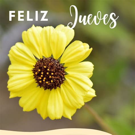 Feliz Jueves Para Whatsapp Buenos Días Jueves Gratis