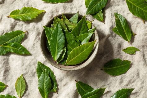 Hojas De Laurel Para Qué Sirve El Té Y Cómo Prepararlo Tua Saúde