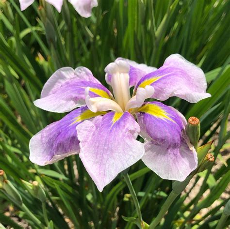 染谷花菖蒲園 sika teのブログ