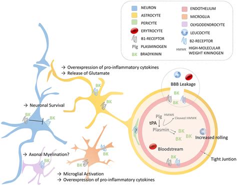 Schematic Of The Main Roles Of Bradykinin In The Neurovascular Unit Via