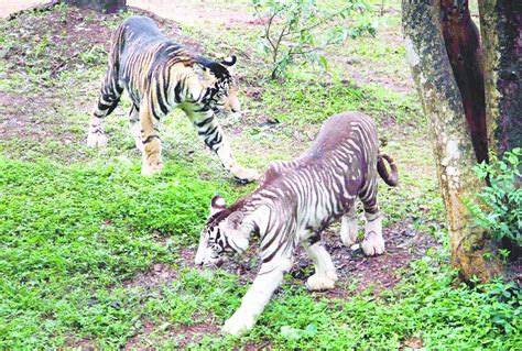 First Zoo in India to have rare melanistic or black tiger Nandankanan starts showing them ...