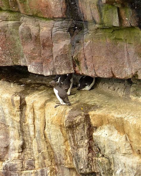 Common Guillemots Handa Island Sutherland James Brown Flickr