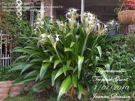 Hymenocallis Caribaea Tropical Giant White Spider Lily Plant