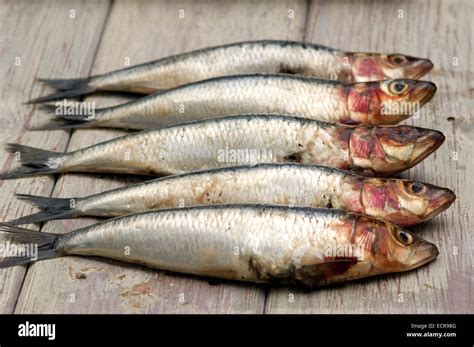 Sardines or pilchards Stock Photo, Royalty Free Image: 76729536 - Alamy