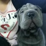 Shar pei Características carácter y cuidados con fotos