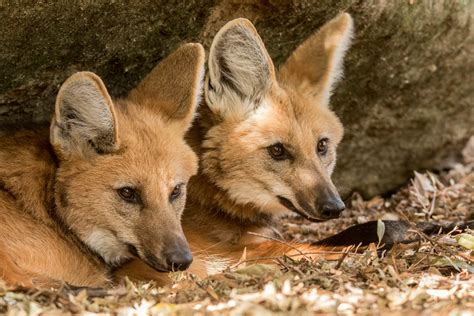 maned-wolves-jpeg • Shoalhaven Zoo