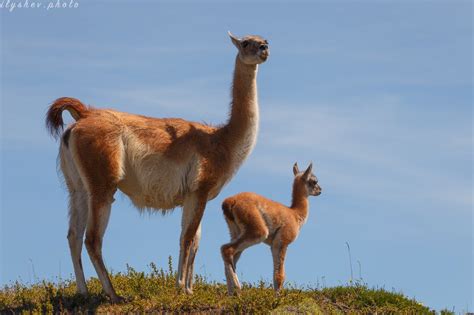 семья гуанако на аргентинских просторах, Патагония | Camels, Llama