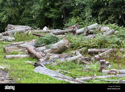 Desastre De Deforestaci N Fotograf As E Im Genes De Alta Resoluci N