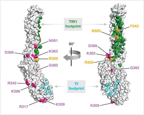 Surface Representation Of The Cryo EM Structure Of PvRBP2b 168 To 633