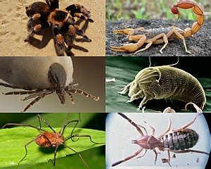 Arthropod | Definition, Types & Evolution - Lesson | Study.com