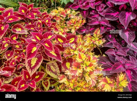 The Colorful Foliage Of Coleus Solenostemon Scutellarioides