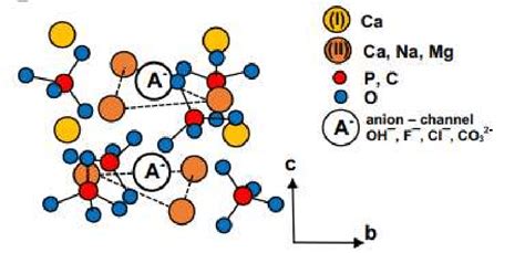 Visualize The Hydroxyapatite Atomic Structure As A Stand In For