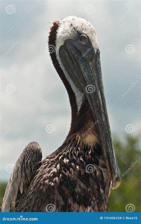 Portrait Of A Brown Pelican Stock Photo Image Of Railing Sunny