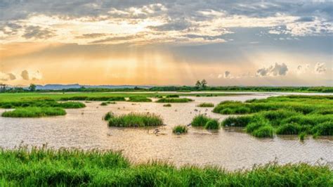 Do Constructed Wetlands Improve Water Quality? - Probiotic Solutions®