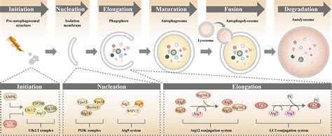 Frontiers Autophagy And Aging Roles In Skeletal Muscle Eye Brain