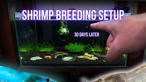 Shrimp Tank Setup For Blue White Neocaridina Step By Step Shrimp