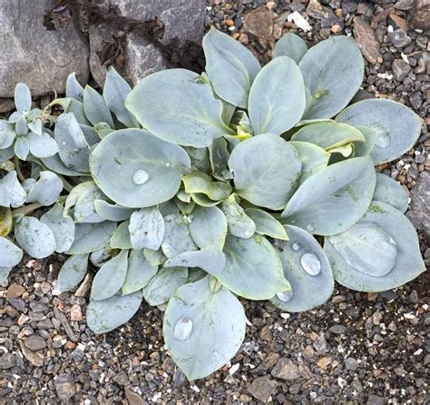 Mertensia Maritima Cultivo Colheita Uso Jardinagem 2025