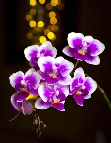 Beautiful Pink Purple White Phalaenopsis Or Moth Dendrobium Orchid