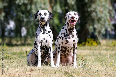 Summer Portrait Of Two Cute Dalmatian Dogs With Black And Brown Spots