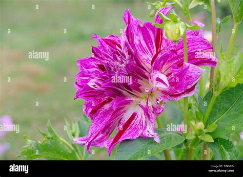 Blatt Hi Res Stock Photography And Images Alamy