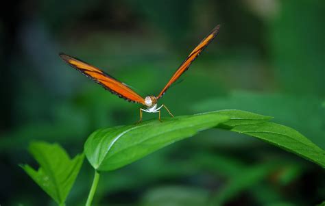 Kostenlose Foto Natur Fl Gel Fotografie Blatt Blume Tier Orange