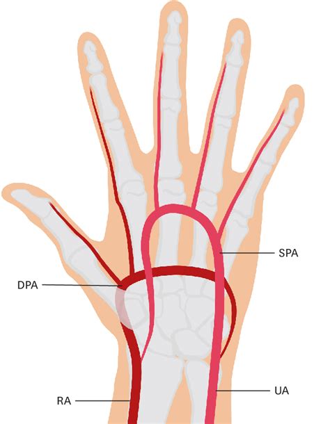 Ulnar Arteries