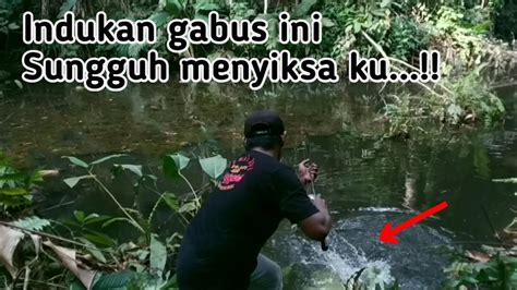 Ini Baru Spot Casting Casting Gabus Rawa Ditengah Hutan Youtube