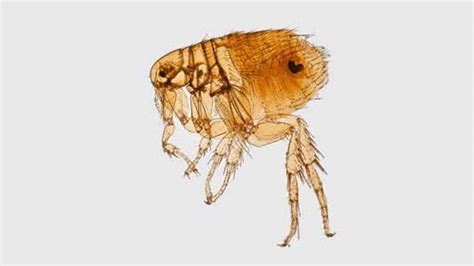 How Plague Spreads | Plague | CDC