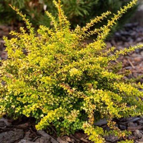 Grüne Heckenberberitze Sunsation Berberis thunbergii Sunsation